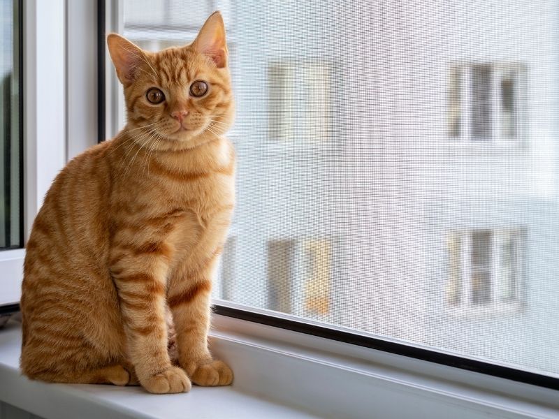 Todo sobre las Mallas de Seguridad en Medellín: Para niños y gatos. Atrappa Mallas