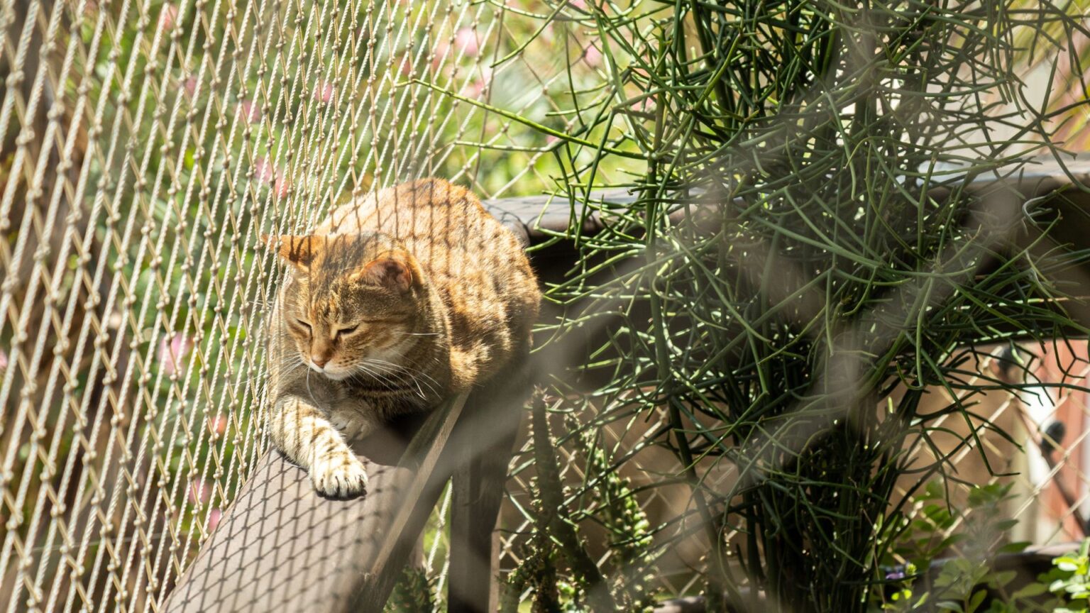 Todo sobre las Mallas de Seguridad en Medellín: Para niños y gatos