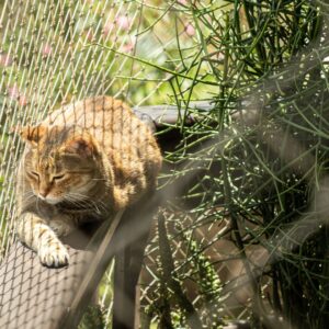 Todo sobre las Mallas de Seguridad en Medellín: Para niños y gatos