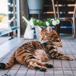 Mantén a tus Gatos y Niños Seguros: Beneficios de las Mallas de seguridad. Atrappa Mallas