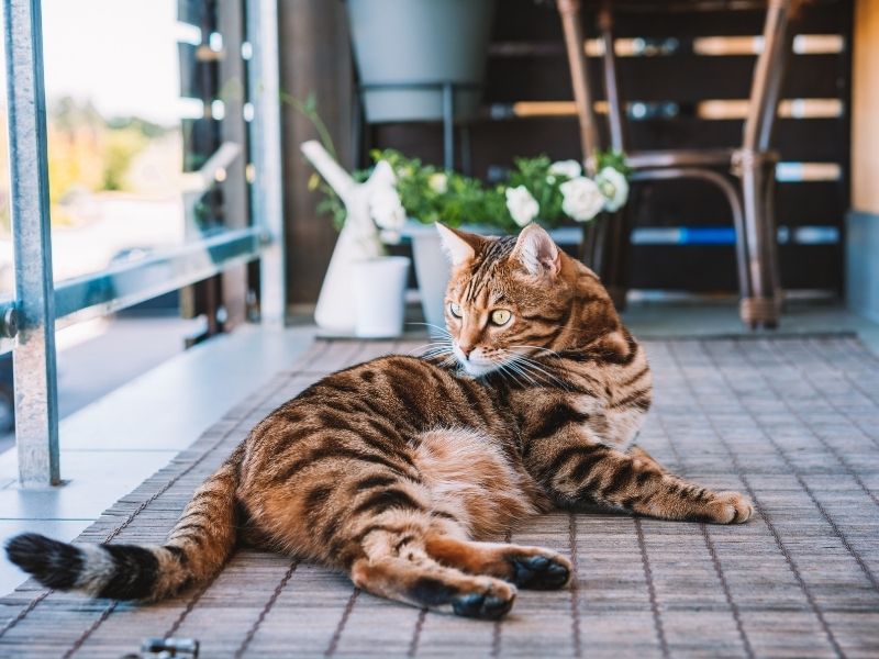 Mantén a tus Gatos y Niños Seguros: Beneficios de las Mallas de seguridad. Atrappa Mallas