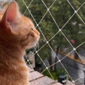 Educación sobre gatos: ¿Qué necesitas saber para protegerlos en casa?