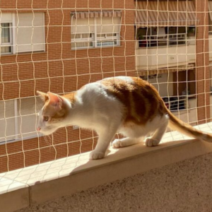 ¿Por Qué los Gatos Aman las Alturas Y Cómo Mantenerlos Seguros con Mallas de seguridad