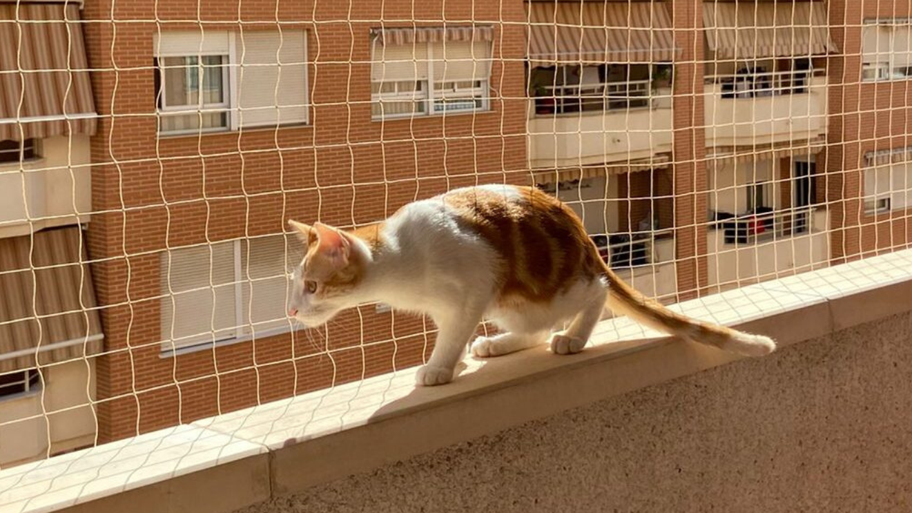 ¿Por Qué los Gatos Aman las Alturas Y Cómo Mantenerlos Seguros con Mallas de seguridad