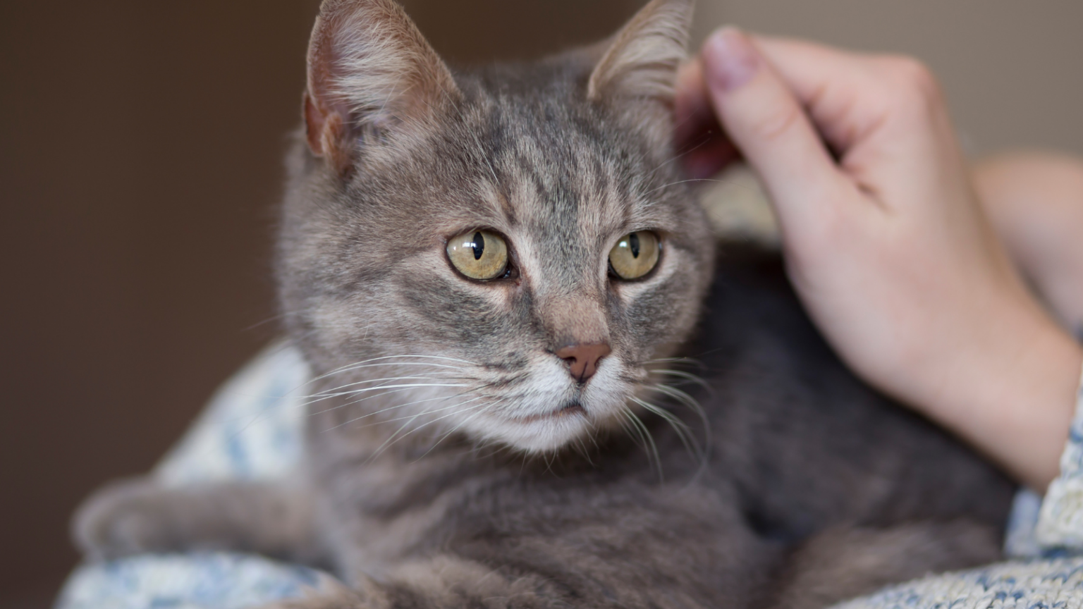 ¿Qué Hacer Si Tu Gato Tiene un Accidente en Casa Primeros Auxilios