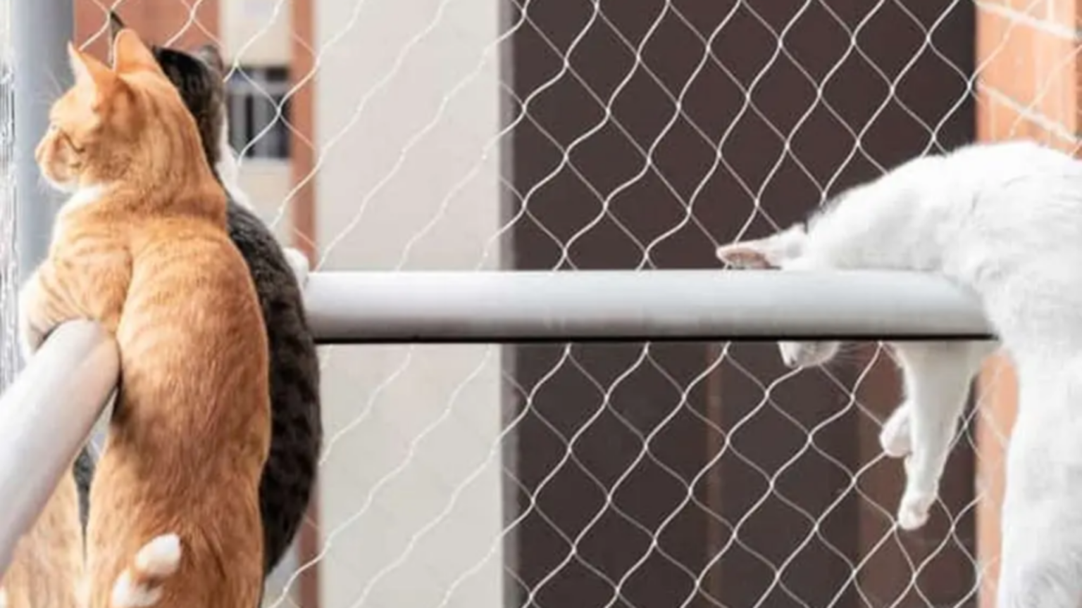 El Instinto Felino en Altura Curiosidades y Tips para Proteger a tu Gato