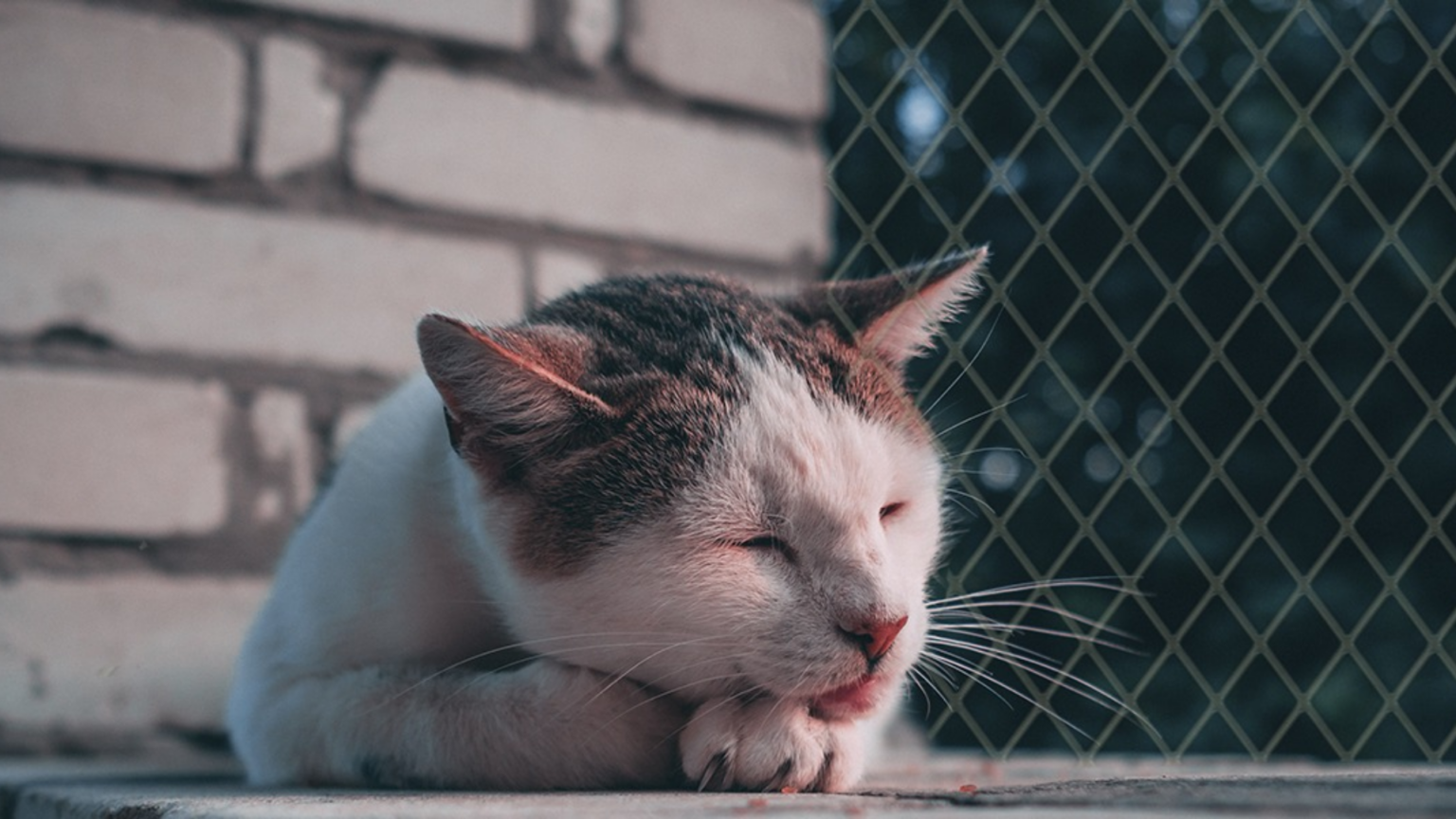 Mallas de Seguridad Multifuncionales Tips para Gatos y Niños en Espacios Compartidos
