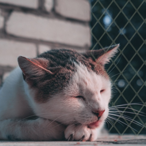 Mallas de Seguridad Multifuncionales Tips para Gatos y Niños en Espacios Compartidos