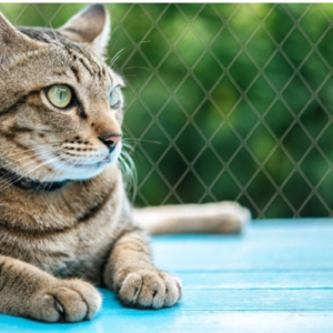 Mallas de Seguridad y Enriquecimiento Ambiental para Gatos Tips para un Hogar Seguro y Divertido (1)