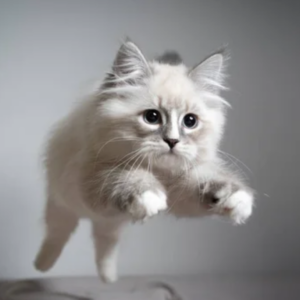 ¿Sabías que los Gatos No Siempre Caen de Pie Datos Curiosos y Cómo Protegerlos (1)