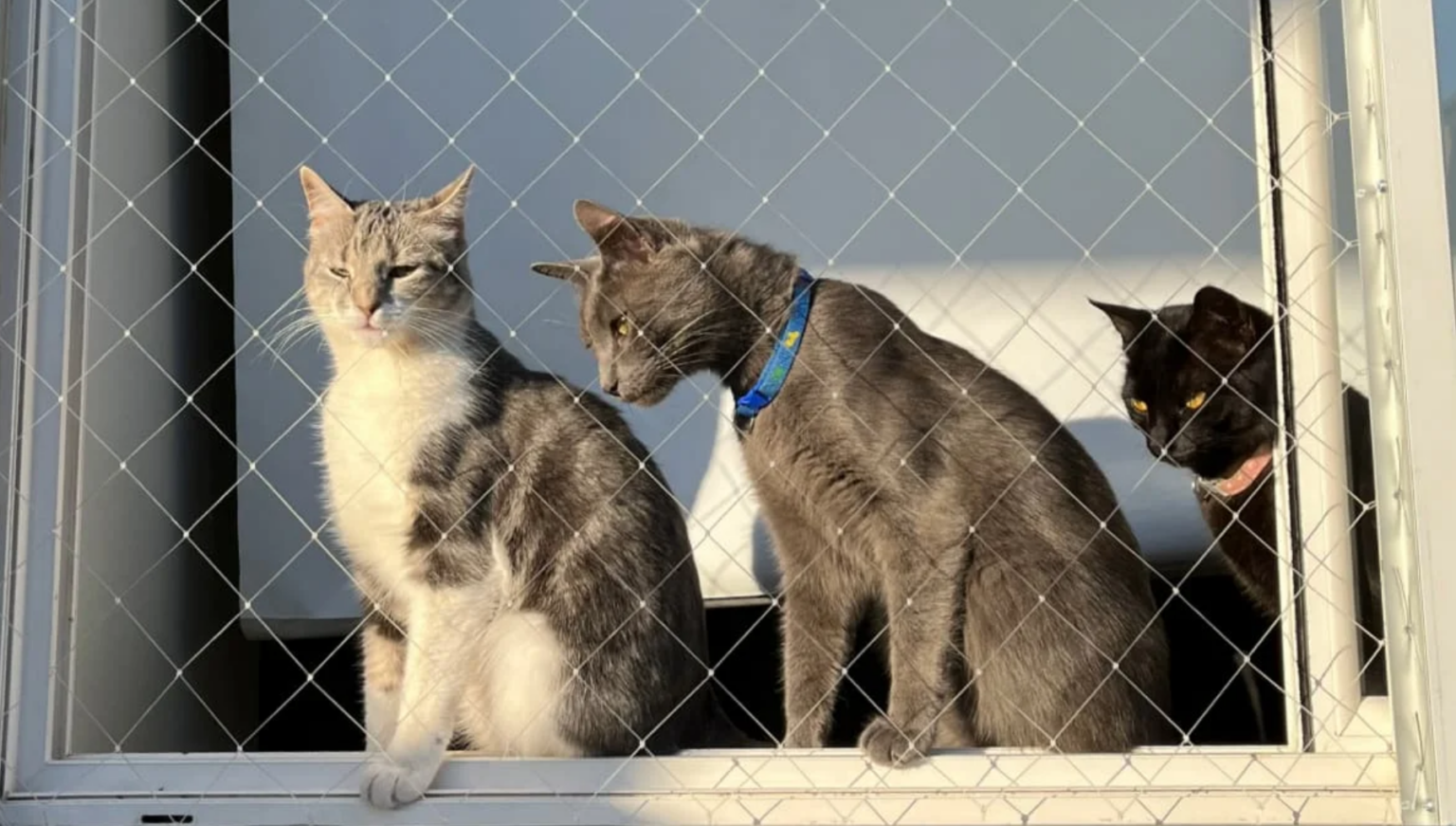 El "Síndrome del Gato Paracaidista": qué es y cómo prevenirlo con mallas seguras