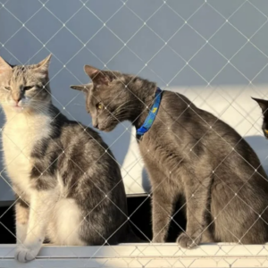 El "Síndrome del Gato Paracaidista": qué es y cómo prevenirlo con mallas seguras