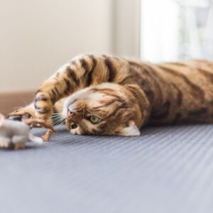 La importancia del juego para reducir los riesgos en gatos de interior