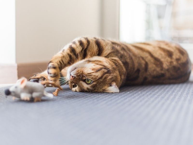 La importancia del juego para reducir los riesgos en gatos de interior