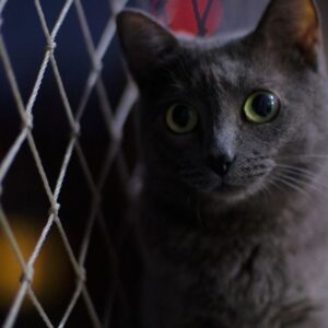 Las mallas de seguridad afectan el comportamiento del gato