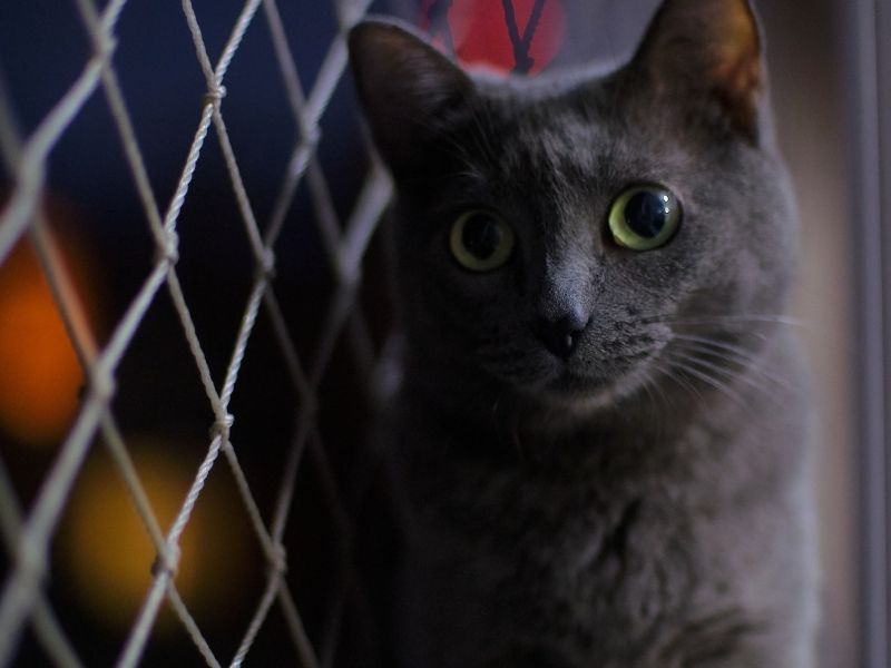 Las mallas de seguridad afectan el comportamiento del gato