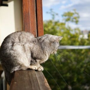 ¿Por qué los gatos se caen de los balcones si tienen tan buen equilibrio? Mallas Atrappa