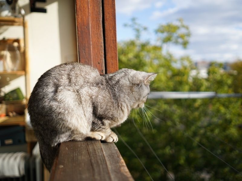 ¿Por qué los gatos se caen de los balcones si tienen tan buen equilibrio? Mallas Atrappa